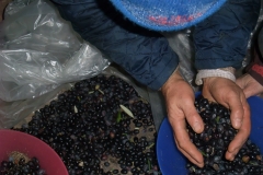 Recogida periódica de aceitunas